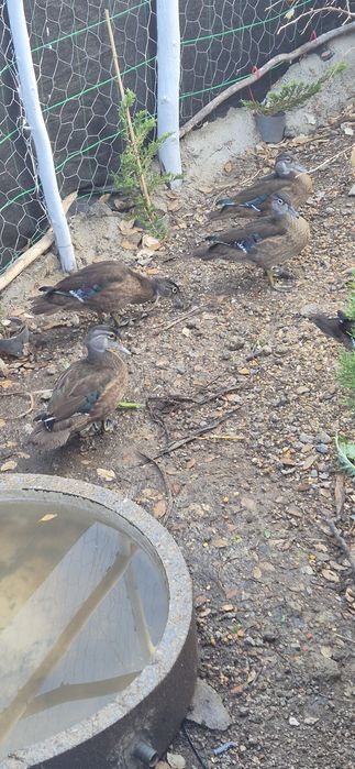 Casal patos carolino