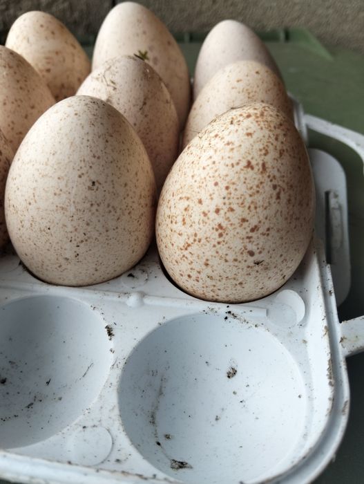 Vendo ovos de perúa caseiros