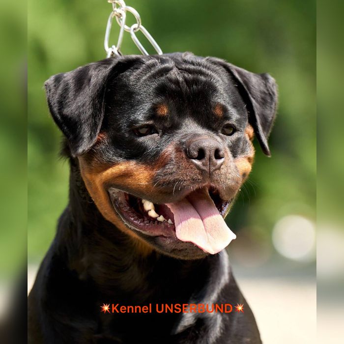 Елітний хлопчик ротвейлер – шоу-клас, преміум рівень