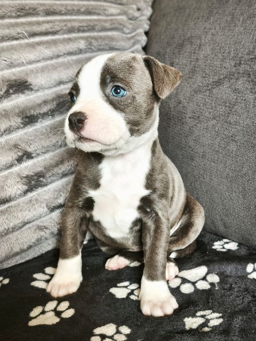 Staffordshire bull terrier staffie Blue com LOP