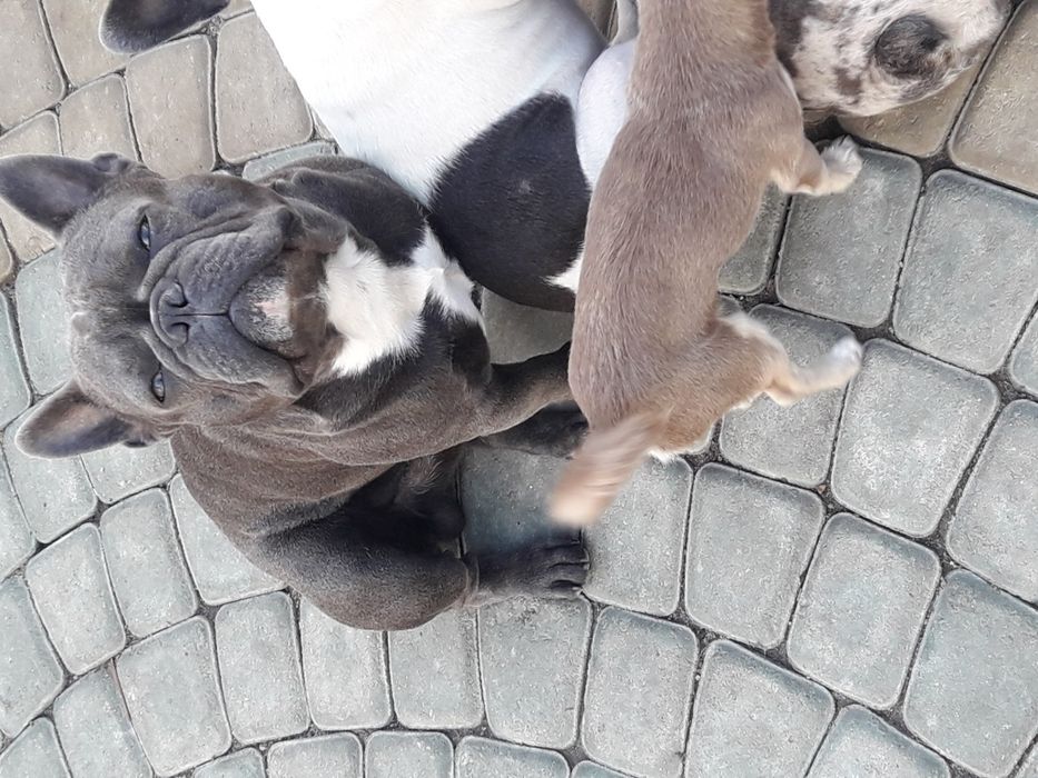 Голубой без тигры,вязка