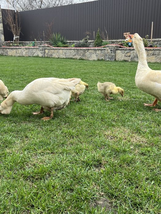 Інкубаційні яйця Холмогорів
