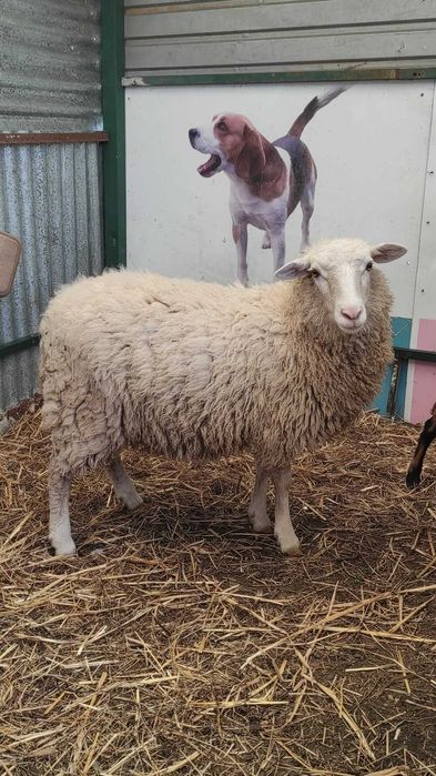 Ovelhas fêmea cerca de 10 meses