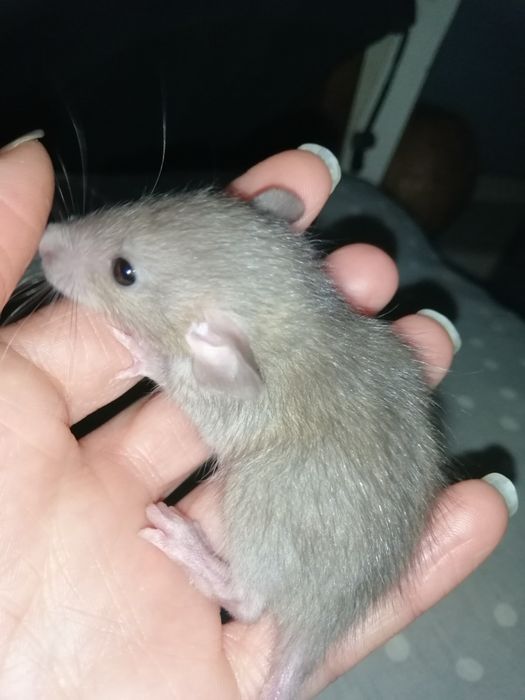 Криска, крисята, щур,пацюк, крыса  рекс, гризуни