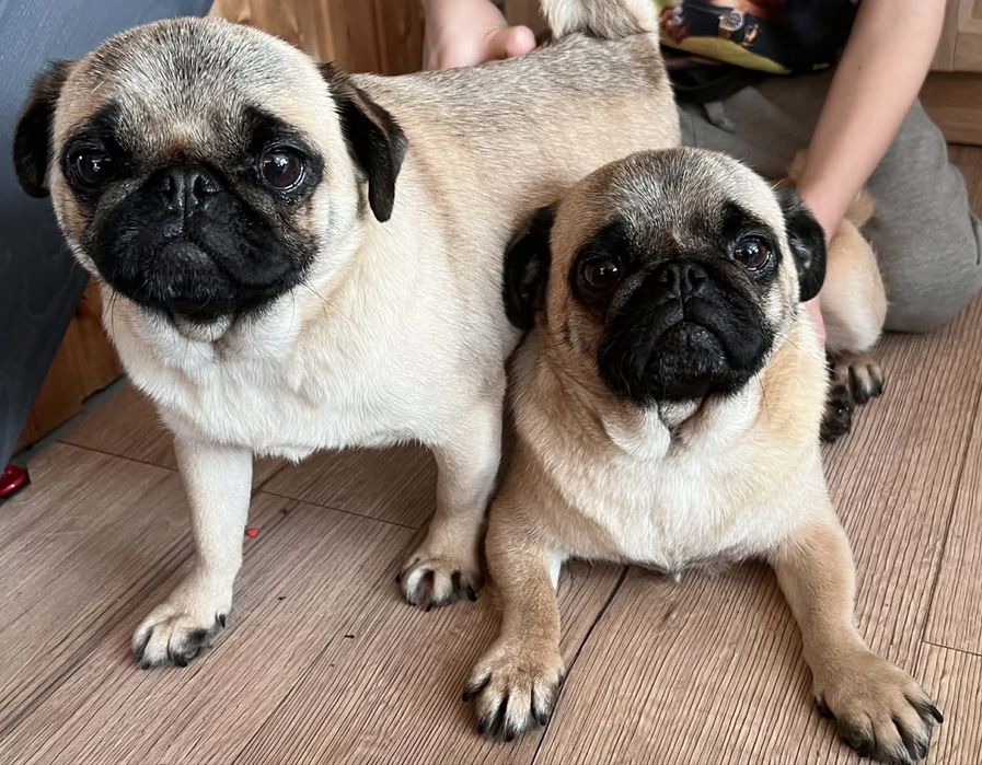 Mops dwie siostry
