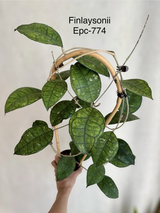 Хойя срезом sabah, benchaii seed 002, patella pink