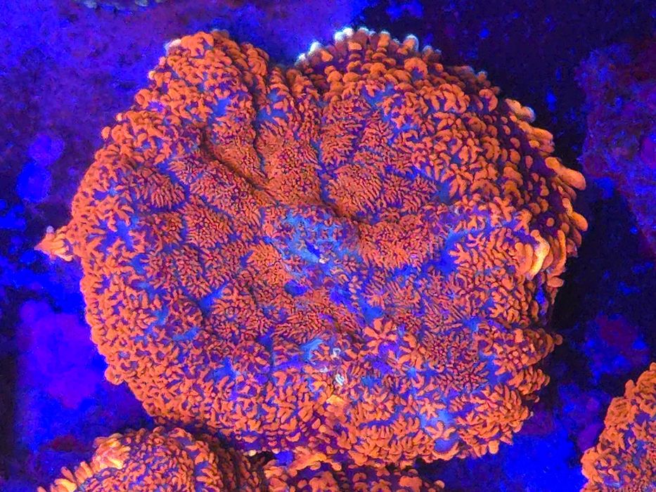 Rhodactis Grzyb Koralowce Akwarystyka morska Poznań