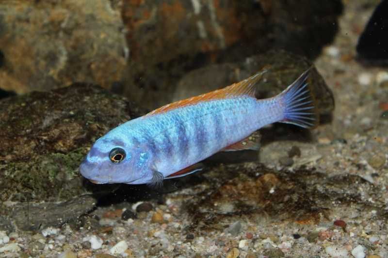 CASAL Labeotropheus Trewavasae Thumbi West