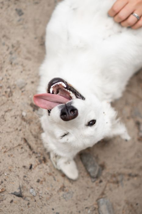 Цуцики відповідальним, добрим людям