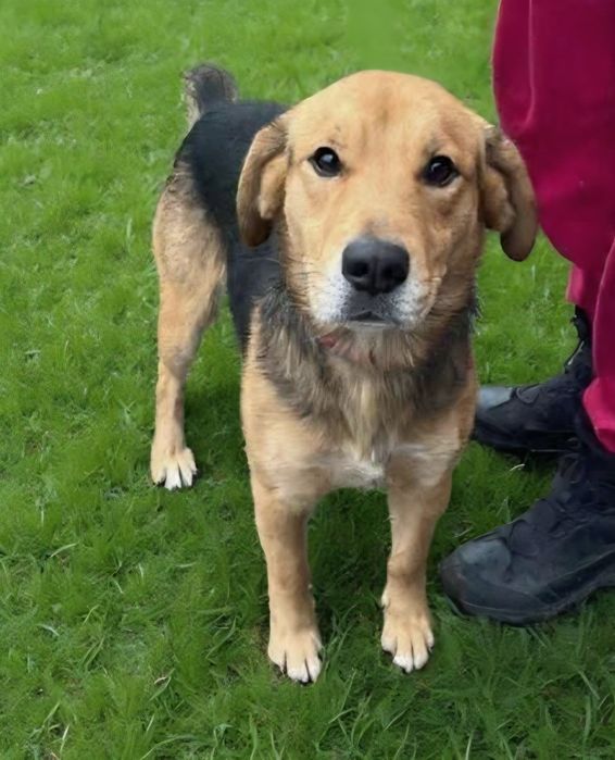 Piękny młody pies szuka domku.