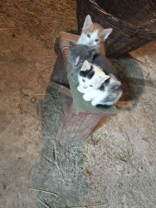 Кошенята бездомні 1 місяць