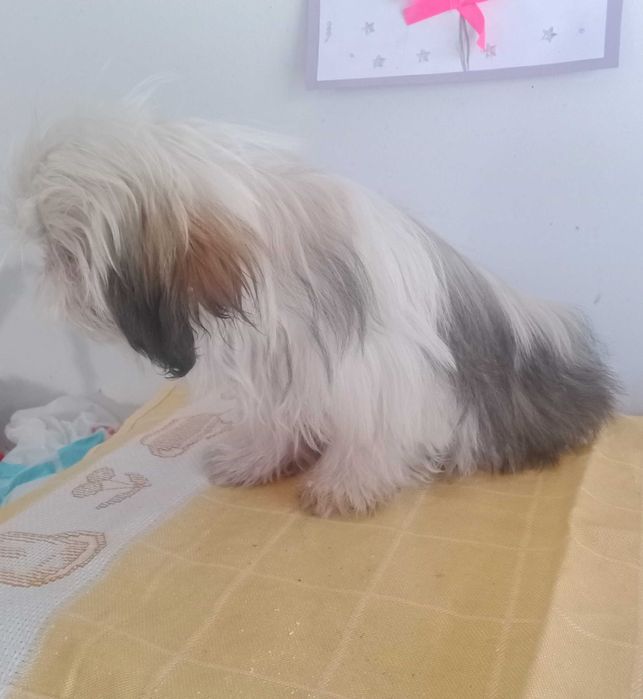 Shih-tzu fêmea mini com LOP