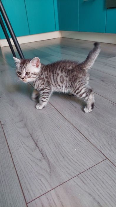 Кошеня Шотландське Скотіш страйт