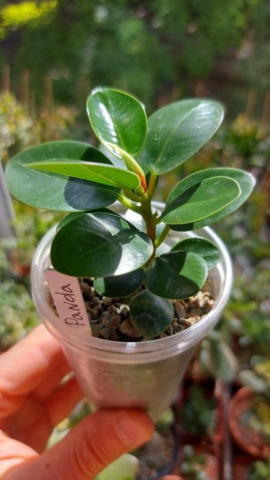 Порно видео: сенің есегіңді жалауға рұқсат ет