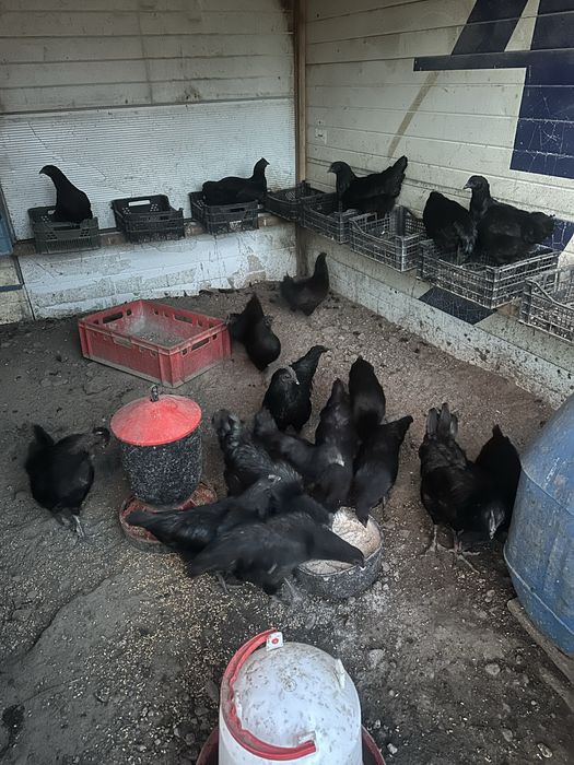 Ayam Cemani Kurki i Parki