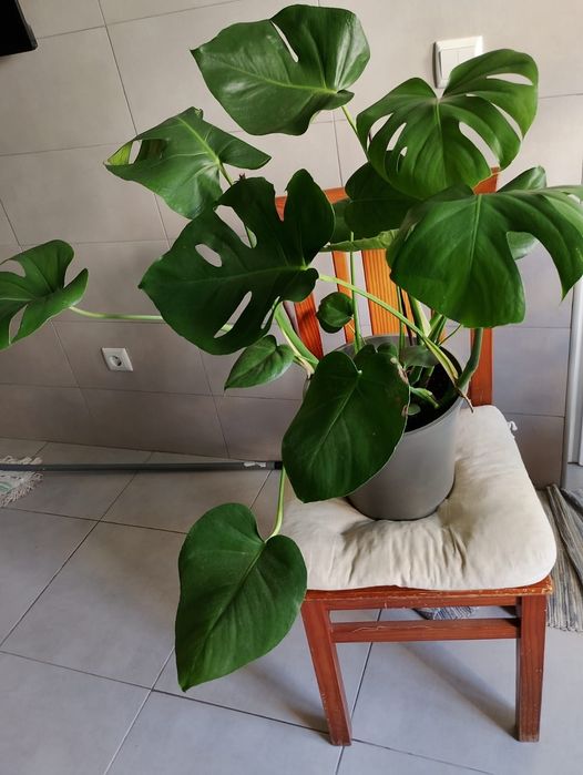 Planta  Monstera / costela de Adão