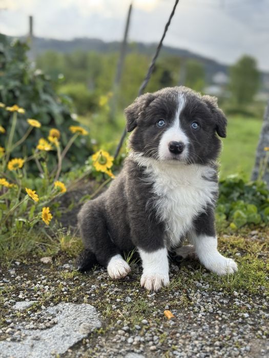 Border Collie cinza