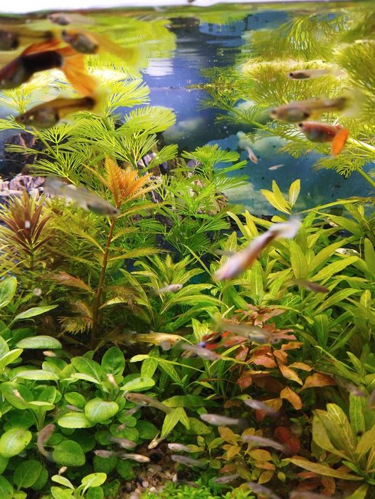 Gupiki endlerki dorosłe