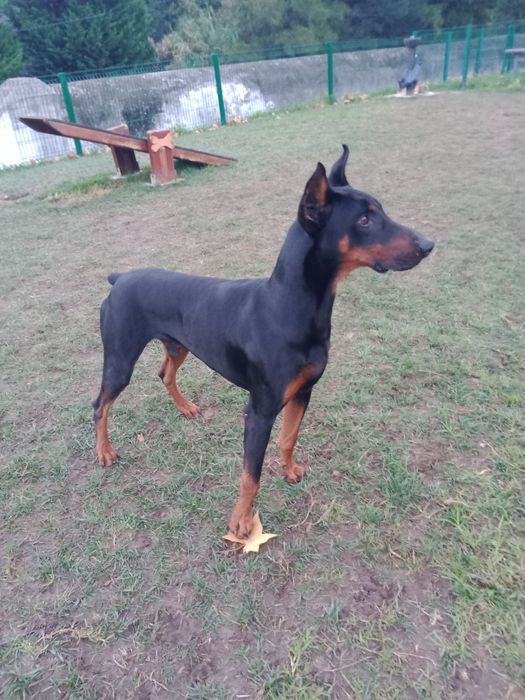 Doberman procura namorada