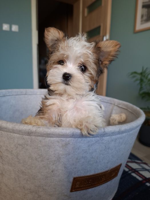 Yorkshire terrier biewier piesek miniaturka