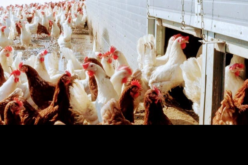 Kury nioski z jajkiem Parzymiechy transport gratis