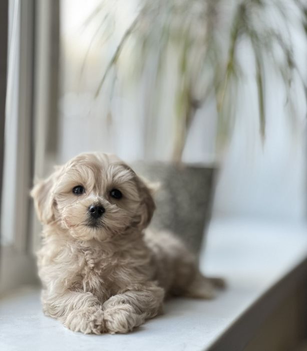 Мальтіпу. Породні цуценята. З чіпом, з паспортом , вакциновані. Чудові