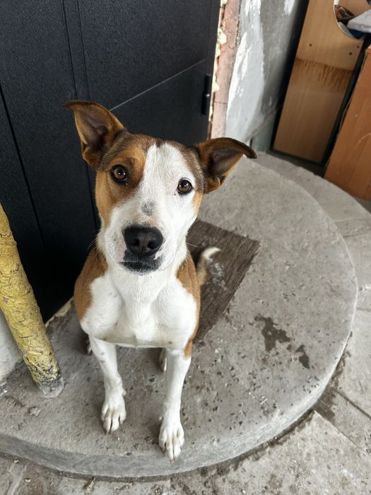 Отдам собаку в хорошие руки