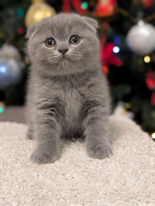 Шотландський хлопчик Ксандер