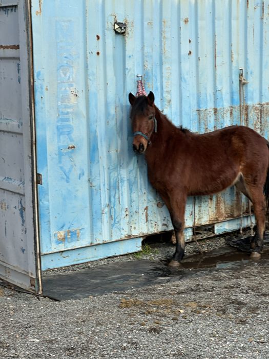 Parelha Garranos do Geres Puros