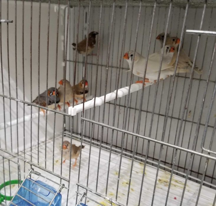 Passarinhos Mandarins Gigantes e exóticos