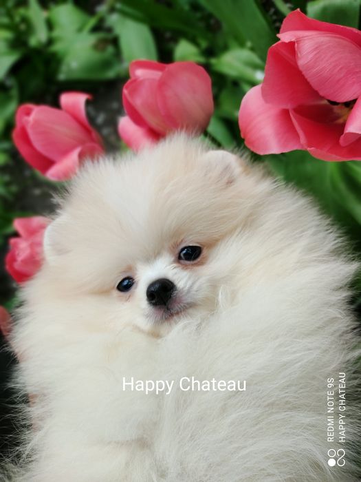 Шпиц, очень красивый щенок КСУ/FCI