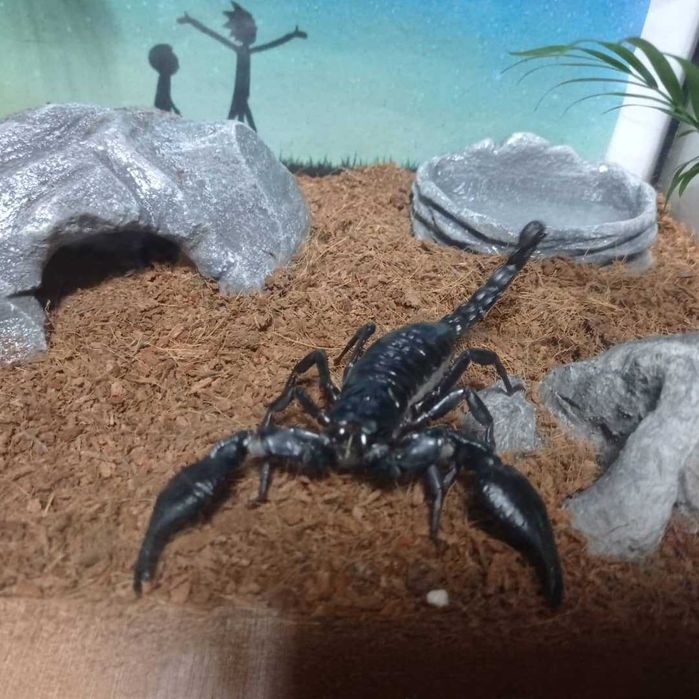 Продам водобад фонтан дляхамелиона и гекконов