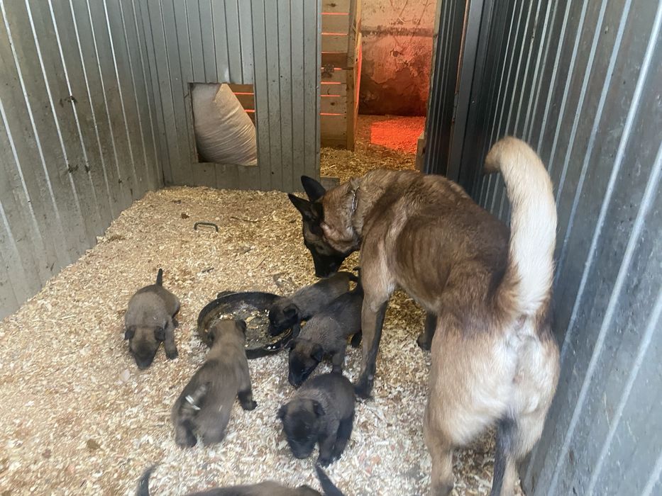 щенкі малінуа 20.12.2025 хлопчікі і девочкі