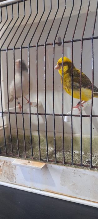 Fife fancy  prontos a criar