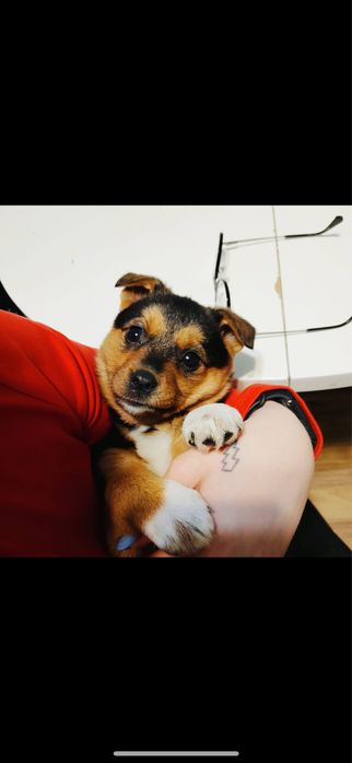 Cudna sunia do pilnej adopcji - prosze