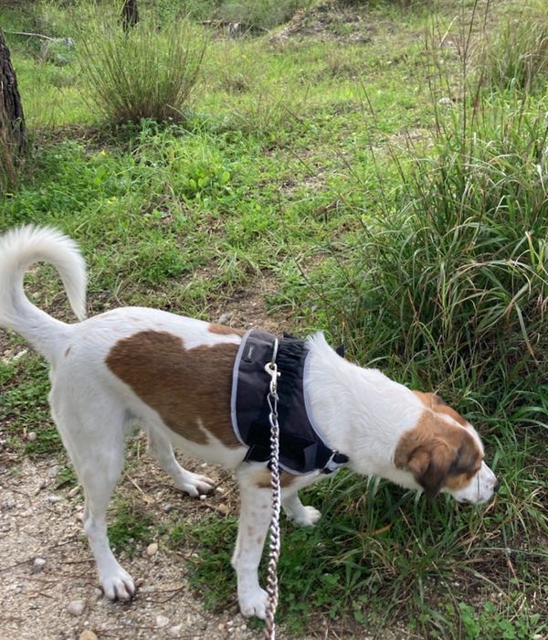 passeio de cães / dog walking - pet sitting (Massamá)