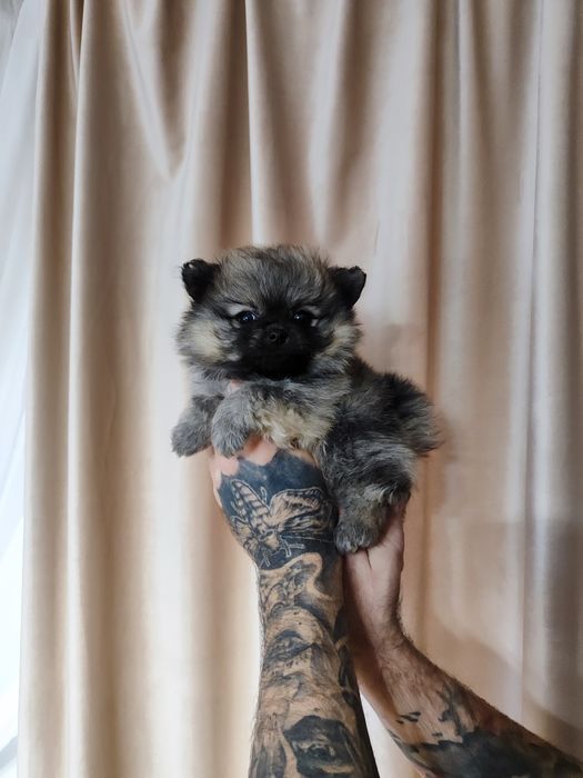 Красені :  продаж шпіциків