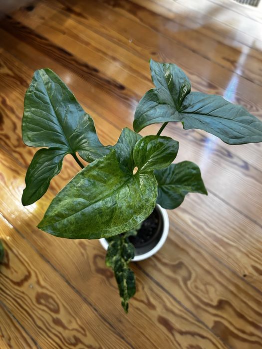 Syngonium Mojito
