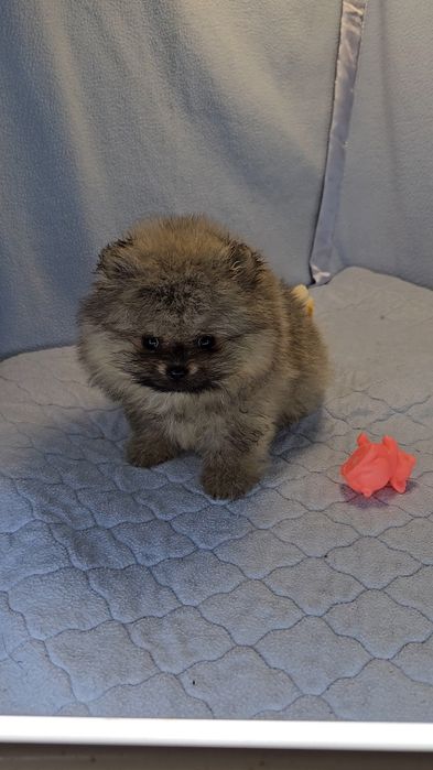 Міні дівчинка померанець