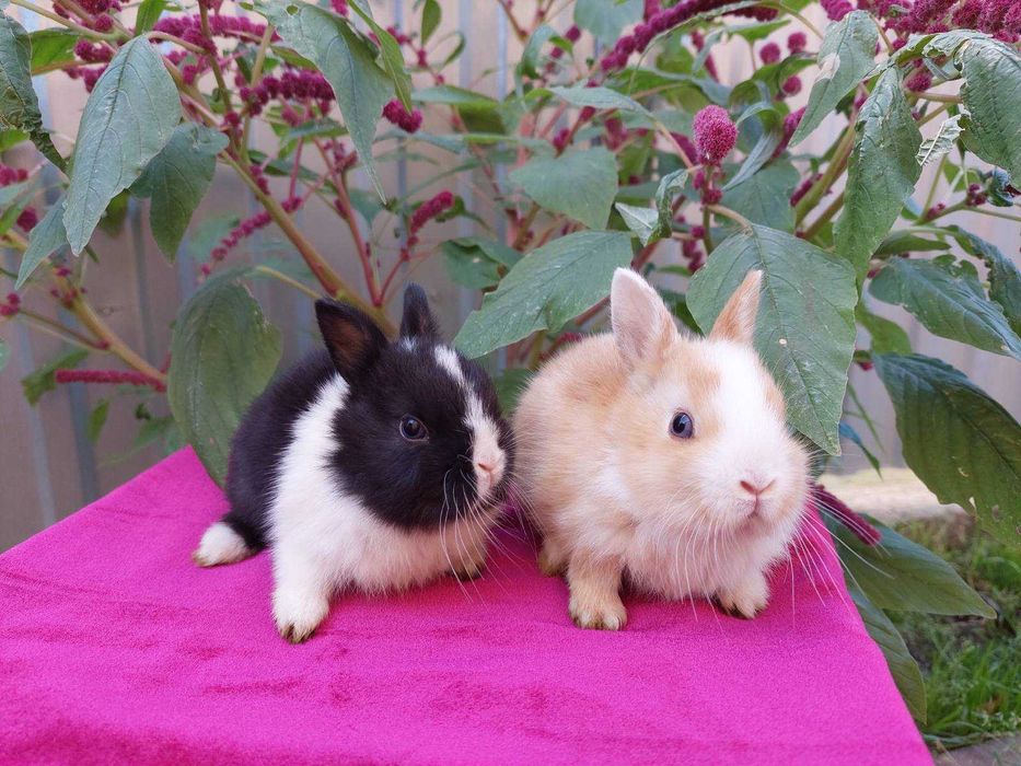 Нідерландські міні кролики