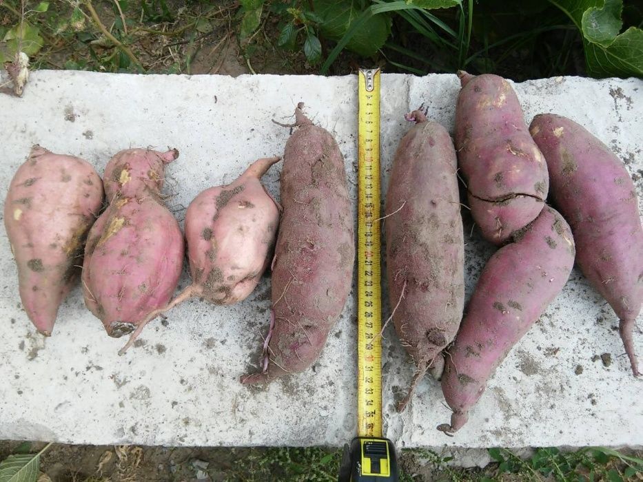 Батат, укорінені живці, 7 сортів