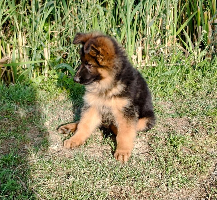 Owczarek Niemiecki Długowłosy