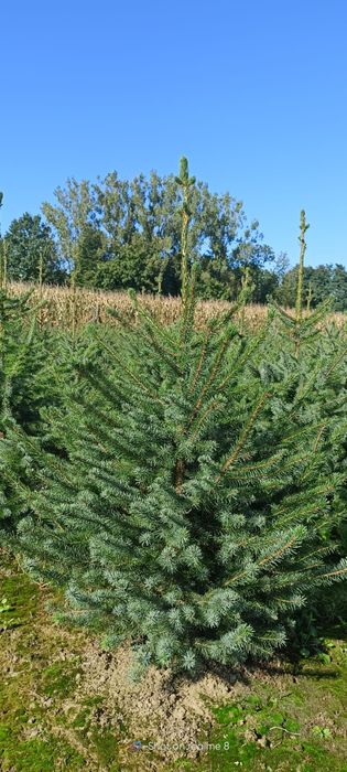 Świerk serbski, własna plantacja kopane z gruntu choinki żywopłot