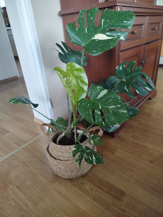 Monstera kwiat domowy
