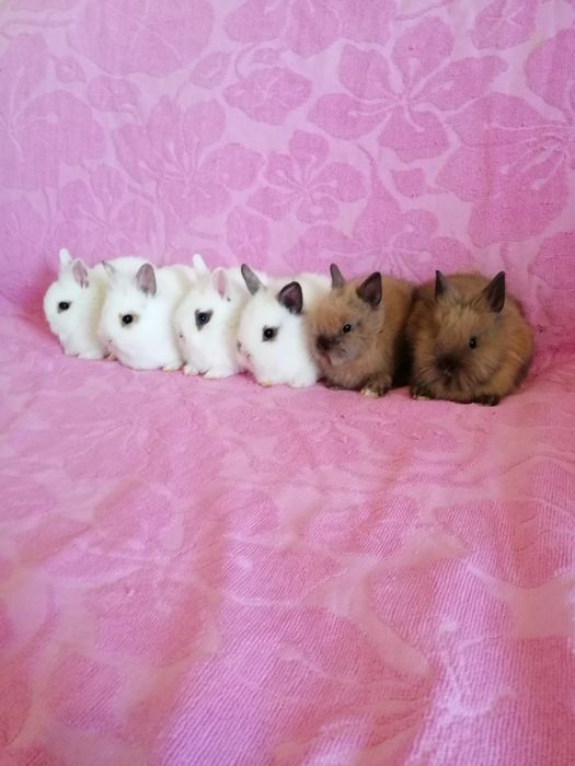 Króliki karzełki króliki miniaturki