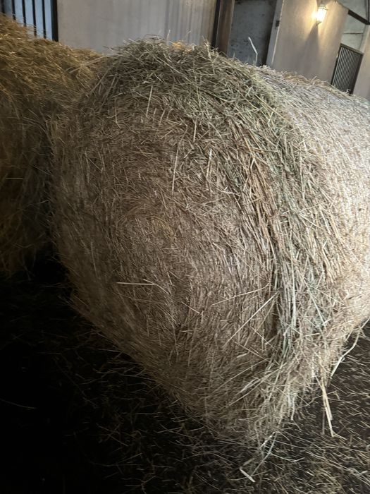 Feno em rolo seco alta qualidade