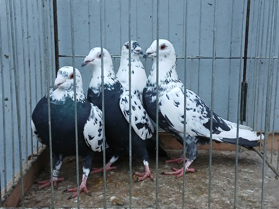 Mulemans tygrys mulemansy tygrysy gołąb gołębie