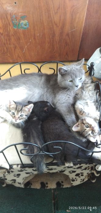 Котята от породистой кошки.