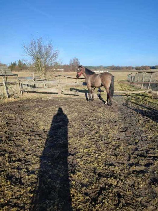 sprzedam dwuletnią klacz, po ogierze śląskim