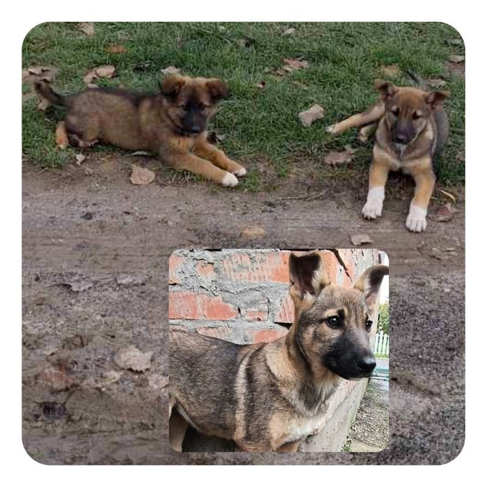 Цуциня шукають родину